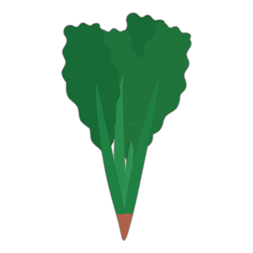 ほうれん草のイラスト