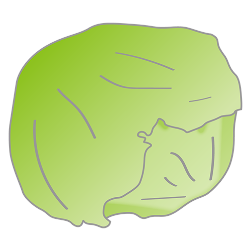 レタスのイラスト