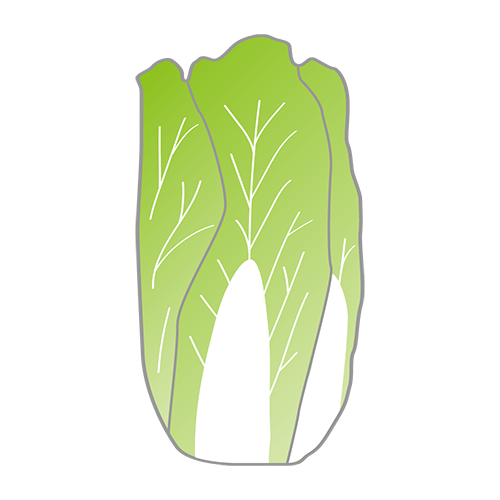 白菜のイラスト