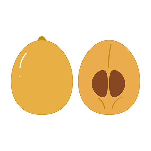 ビワのイラスト